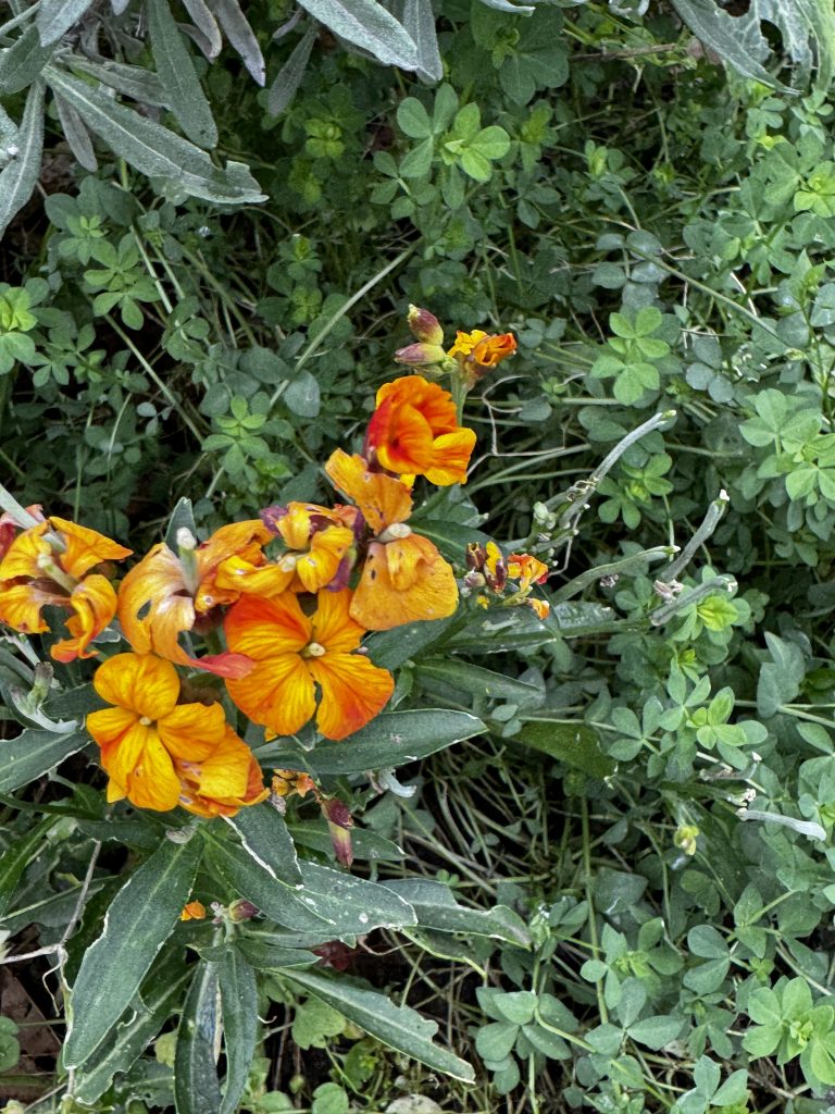 Leuchtend orangefarbene Blüten an einem grünen Stängel, umgeben von dichtem grünen Laub.