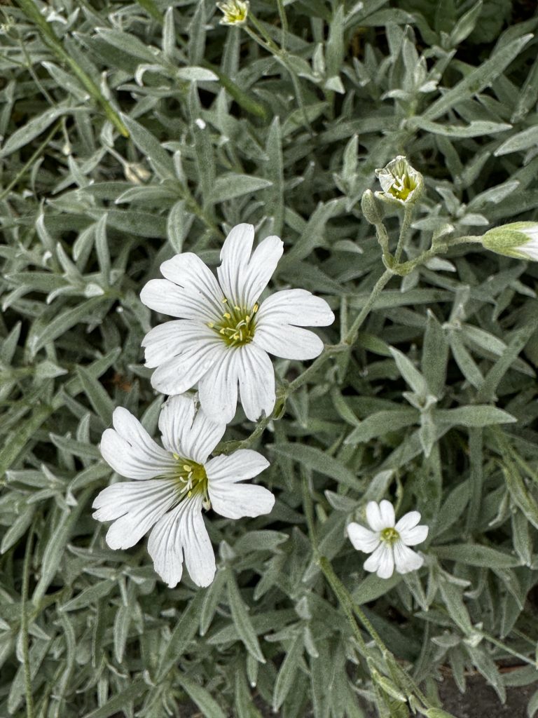 Nahaufnahme von weißen Blüten mit schmalen Blütenblättern und grüner Mitte, umgeben von grünem Laub.
