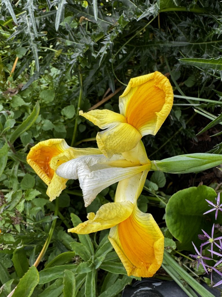 Nahaufnahme einer gelben Schwertlilie mit markanten Blütenblättern, eingebettet in grünes Blattwerk.