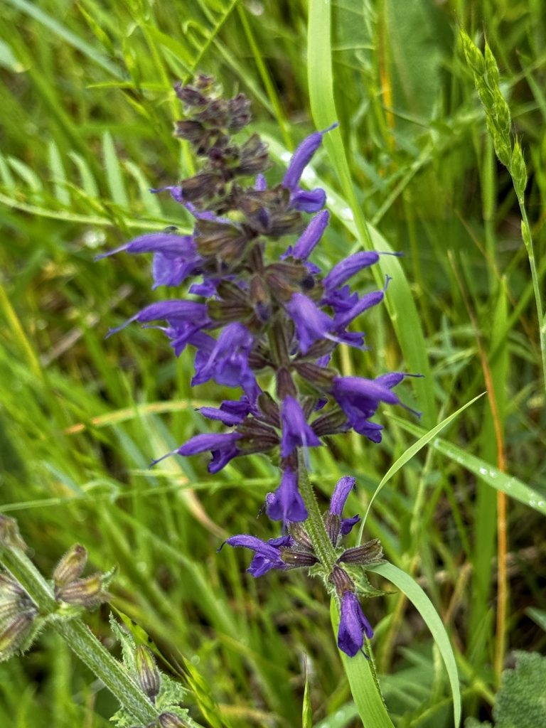 Eine violette Blume mit kleinen, röhrenförmigen Blüten wächst inmitten von grünem Gras.