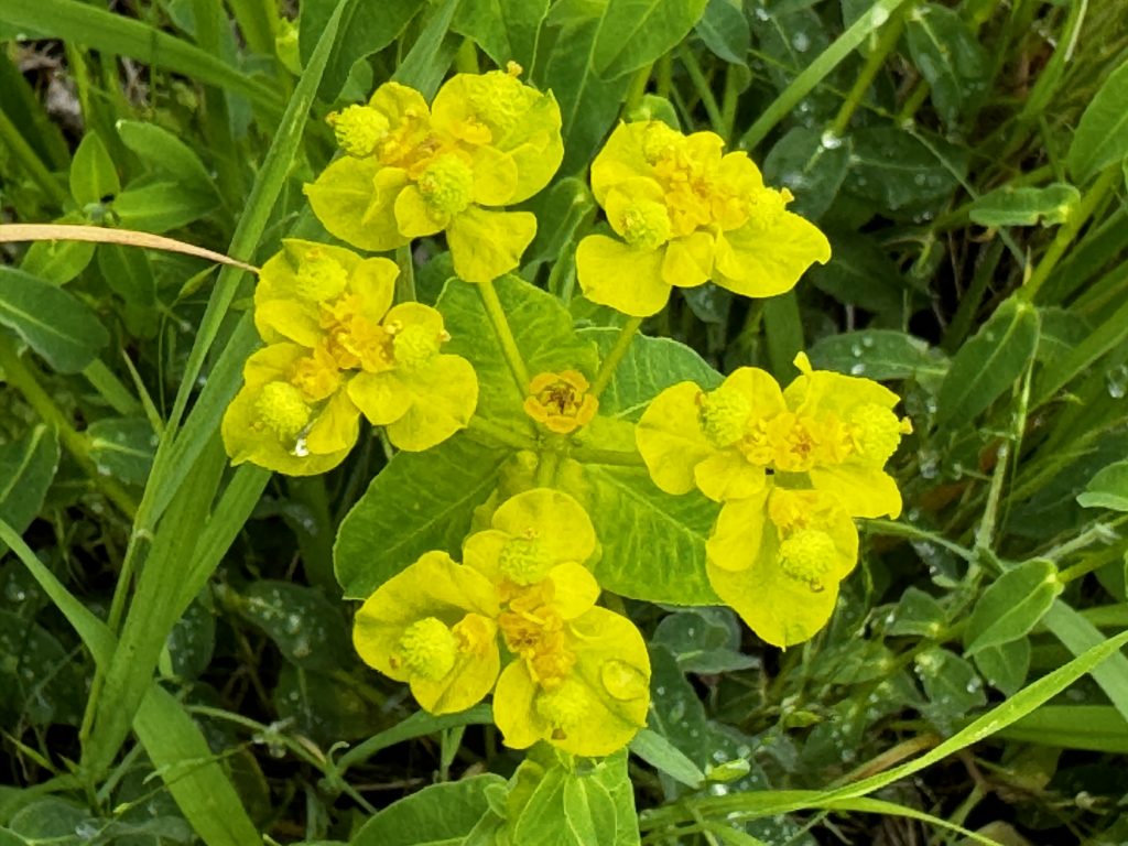 Gelbe Blume mit zahlreichen kleinen Blüten, umgeben von grünem Laub und Grashalmen.